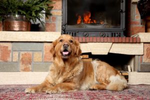 How to Sell Your Home When You Have Pets How to Sell Your Home When You Have Pets