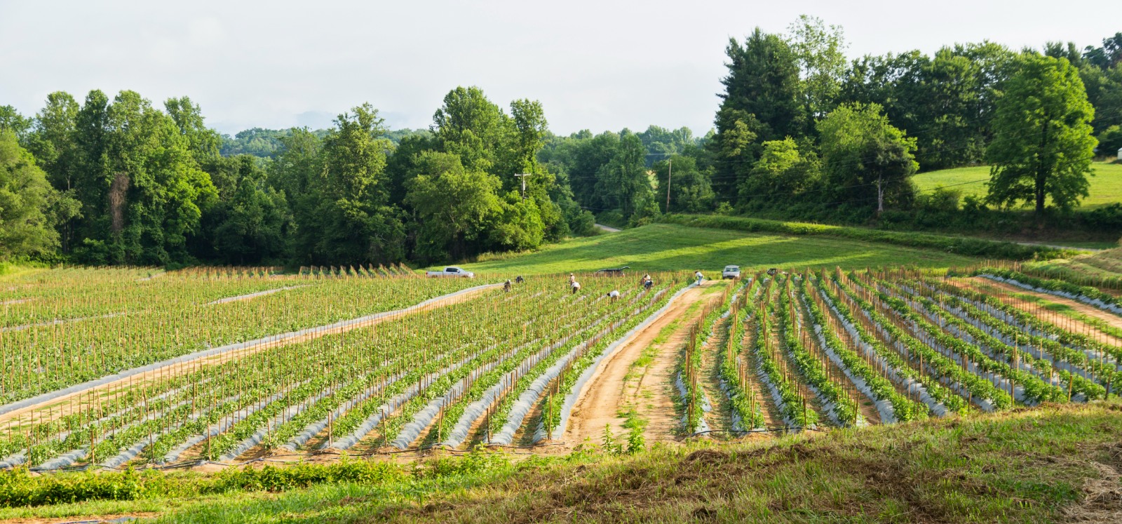Greene County